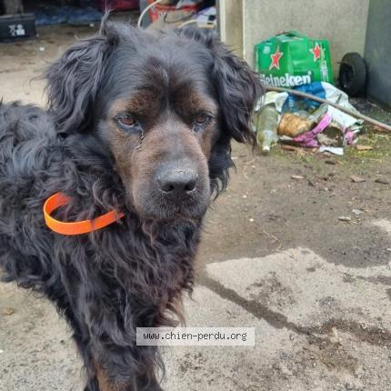 Photo 2/2 Found dog Found in Rougefay