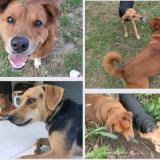 Picture of dog lost at Sainte Suzanne