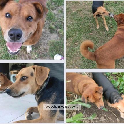 Photo 1/1 Choupie Chien lost in Sainte suzanne