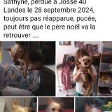 Picture of dog lost at Josse