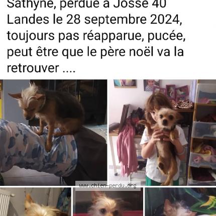 Photo 1/1 Sathy’e Chien lost in Josse