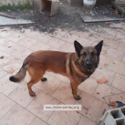 Photo 1/1 Ricola Chien lost in La motte