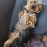 Picture of dog lost at Vauvert