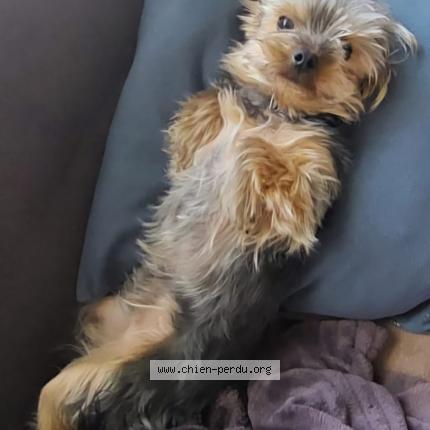 Photo 1/1 Fripounet Chien lost in Vauvert