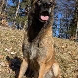 Picture of dog lost at Marthod