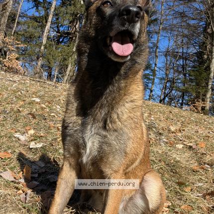 Photo 1/1 Owess Chien lost in Marthod