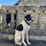 Picture of dog lost at Carentan