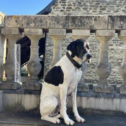 Photo 1/1 Mazu Chien lost in Carentan