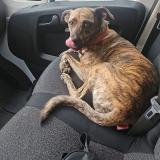 Picture of dog lost at La Possession