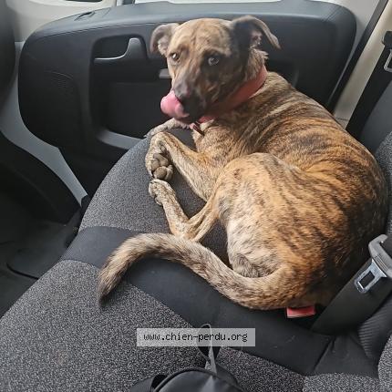 Photo 1/1 tequila Chien lost in La possession