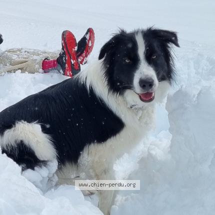 Photo 1/1 Rocket Chien lost in Val d isere