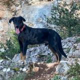 Picture of dog lost at Bio