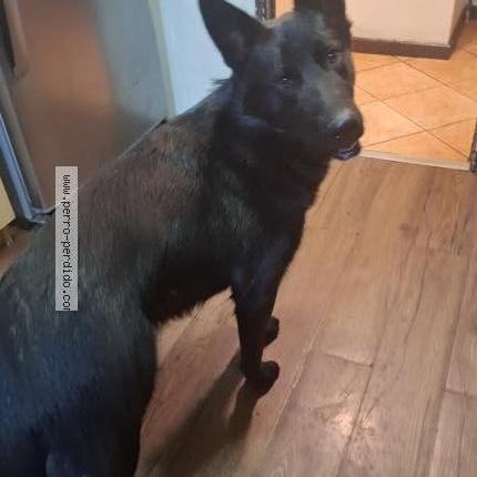 Photo 1/1 Found dog Found in Santiago