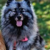 Picture of dog lost at Le Plan