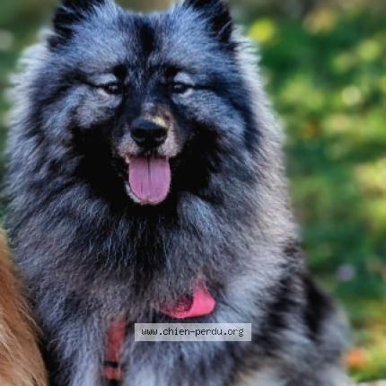 Photo 1/1 Dog reunited Lost in Le plan