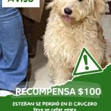 Picture of dog lost at Crucero