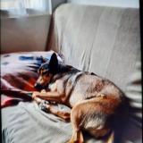 Picture of dog lost at Abeilhan