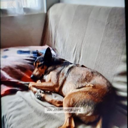 Photo 1/1 Raffy Chien lost in Abeilhan