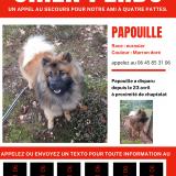 Picture of dog lost at Chaptelat