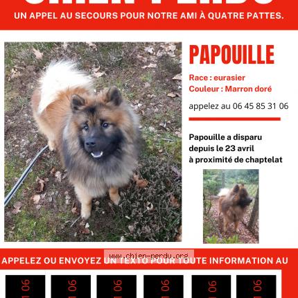 Photo 1/1 Papouille Chien lost in Chaptelat