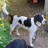 Picture of dog lost at Chateau L Hermitage