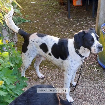 Photo 1/1 NEYO Chien lost in Chateau l hermitage