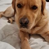 Picture of dog lost at Castelnaudary