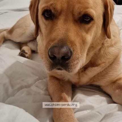 Photo 1/1 Milo Chien lost in Castelnaudary