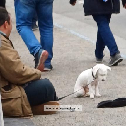 Photo 1/1 Found dog Found in Lourdes