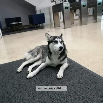 Photo 1/1 Found dog Found in Cota