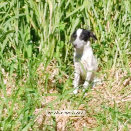 Photo 1/1 Found dog Found in Sainte marie