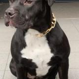 Picture of dog lost at Aubervilliers