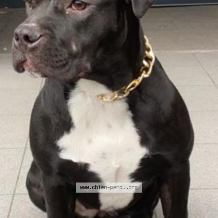 Photo 1/1 Kahina Chien lost in Aubervilliers