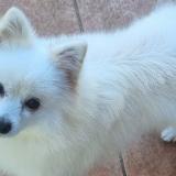 Picture of dog lost at Le Tampon