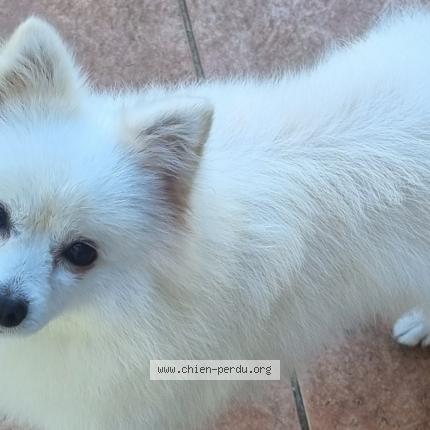 Photo 1/1 Abella Chien lost in Le tampon