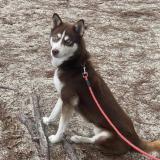 Picture of dog lost at Tartas