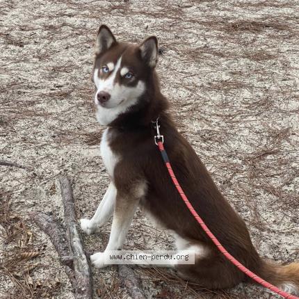 Photo 1/1 Yanko Chien lost in Tartas