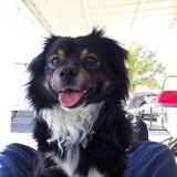 Picture of dog lost at Narrosse