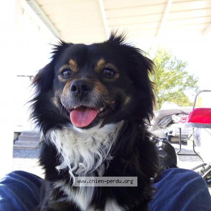 Photo 1/1 Pelo Chien lost in Narrosse