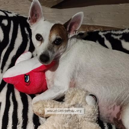 Photo 1/1 Tequila Chien lost in Kaysersberg