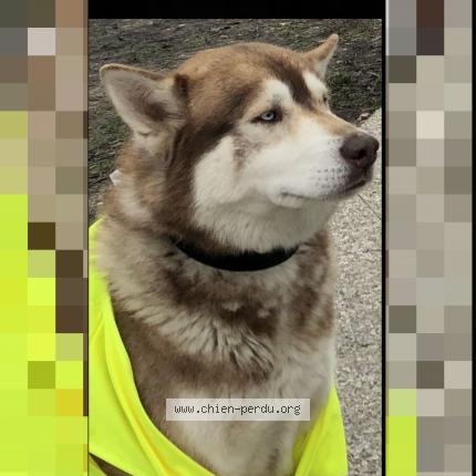 Photo 1/1 Raja Chien lost in Nantes