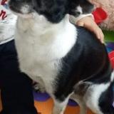 Picture of dog lost at Desvres