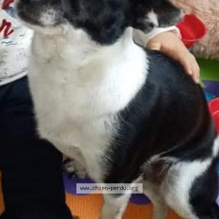 Photo 1/1 Mila Chien lost in Desvres