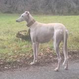 Picture of dog lost at Siorac En Perigord