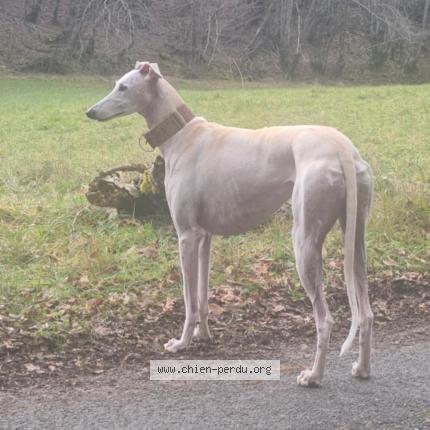 Photo 1/1 Oural Chien lost in Siorac en perigord