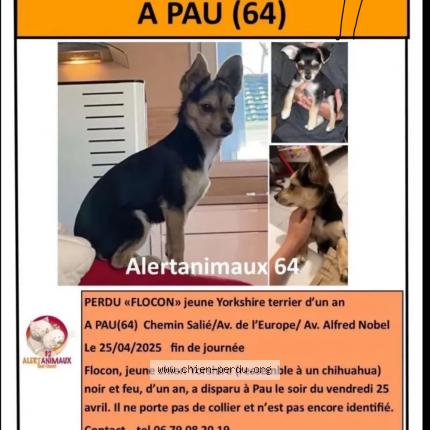 Photo 1/1 Flocon Chien lost in Pau