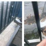 Picture of dog lost at Tarbes