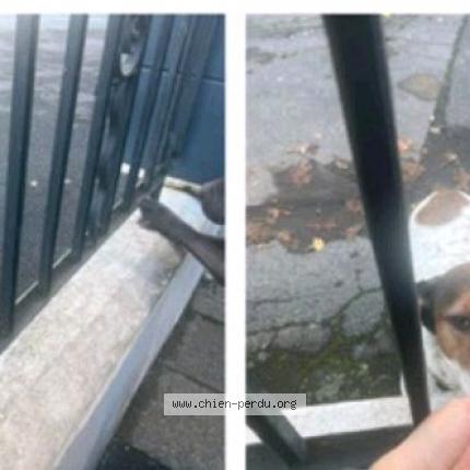 Photo 1/1 Oslo Chien lost in Tarbes