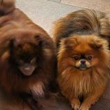 Picture of dog lost at La Seyne Sur Mer