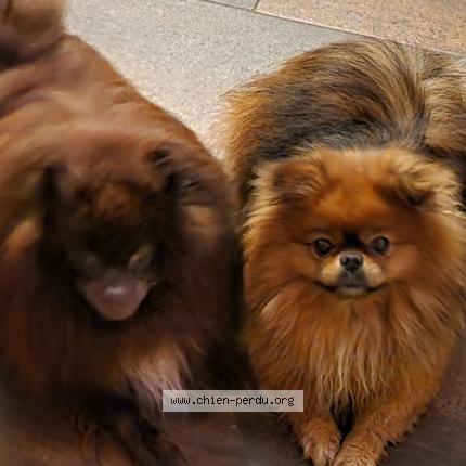 Photo 1/1 Mauris Chien lost in La seyne sur mer